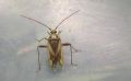 Adelphocoris lineolatus